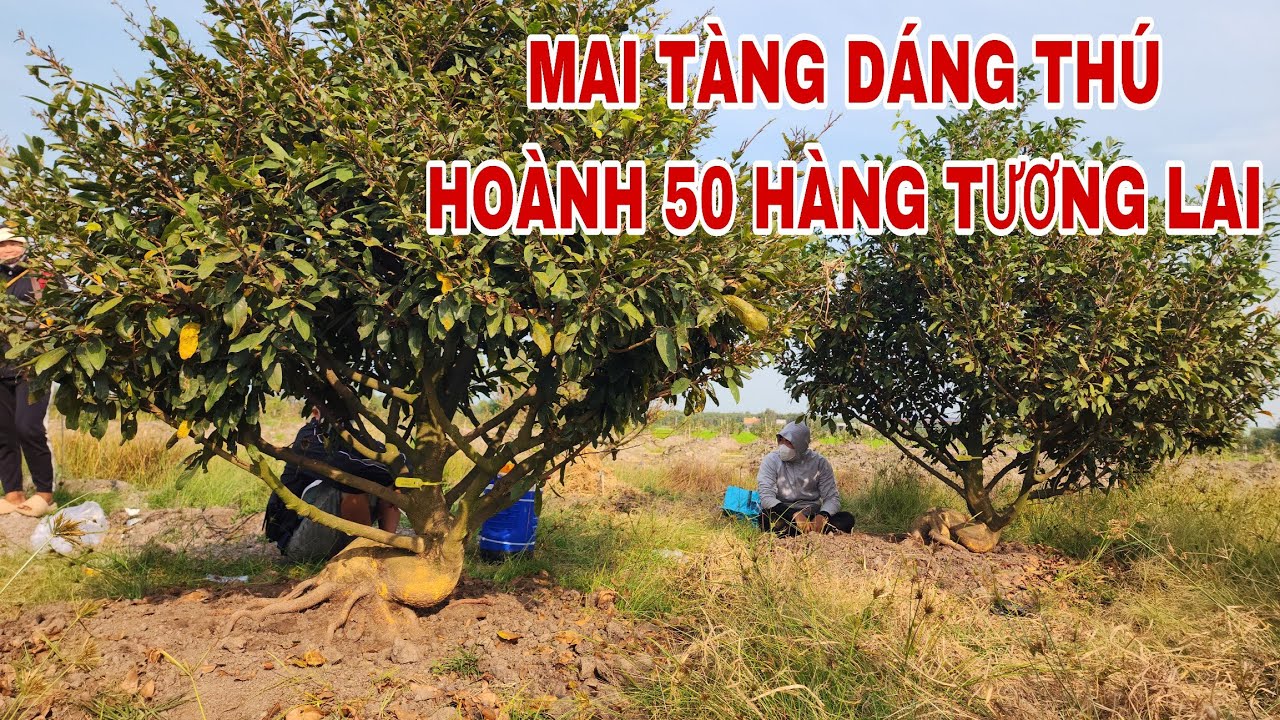 Mai vàng dáng thú hoành trên 50 hàng sưu tầm tương lai ☎0907813169