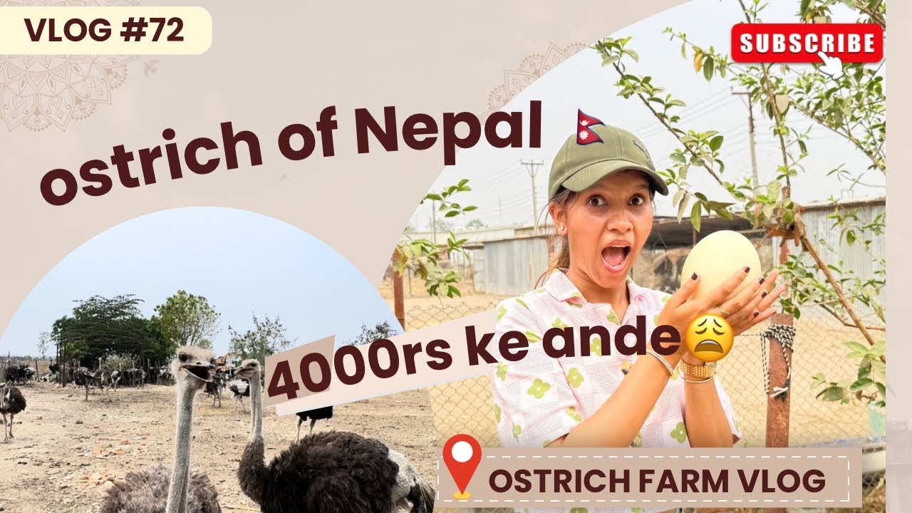 Ostrich & eggs vlog🥚|| ostrich farm kotihawa nepal🇳🇵|| more to monika