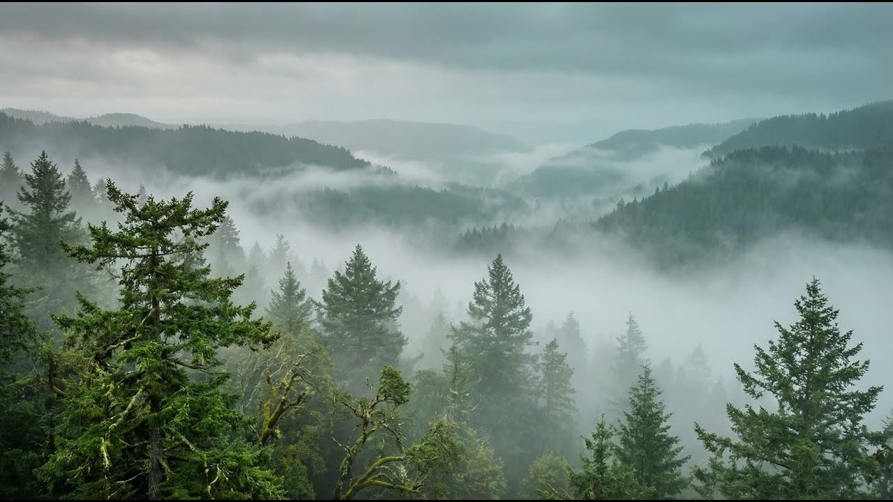 2 Hours Deep Forest Music for ADHD 🌿 Focus, Study & Concentration