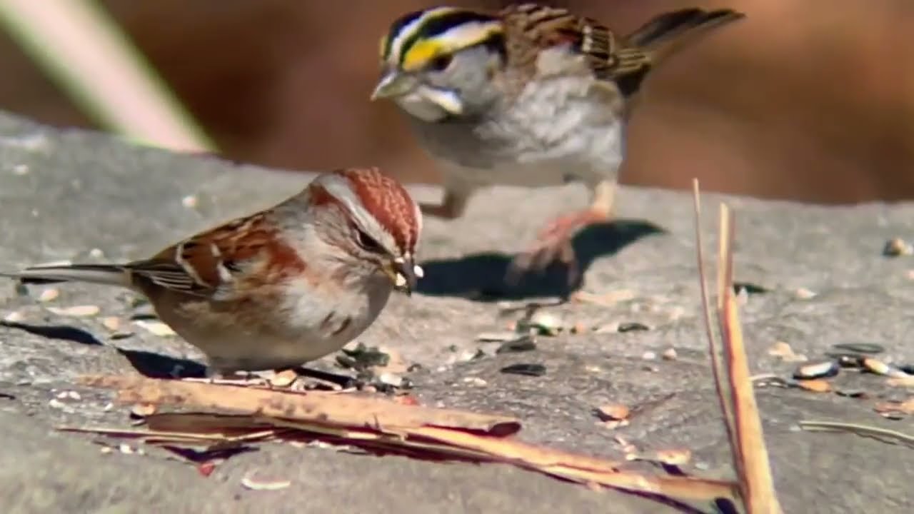American Tree Sparrow