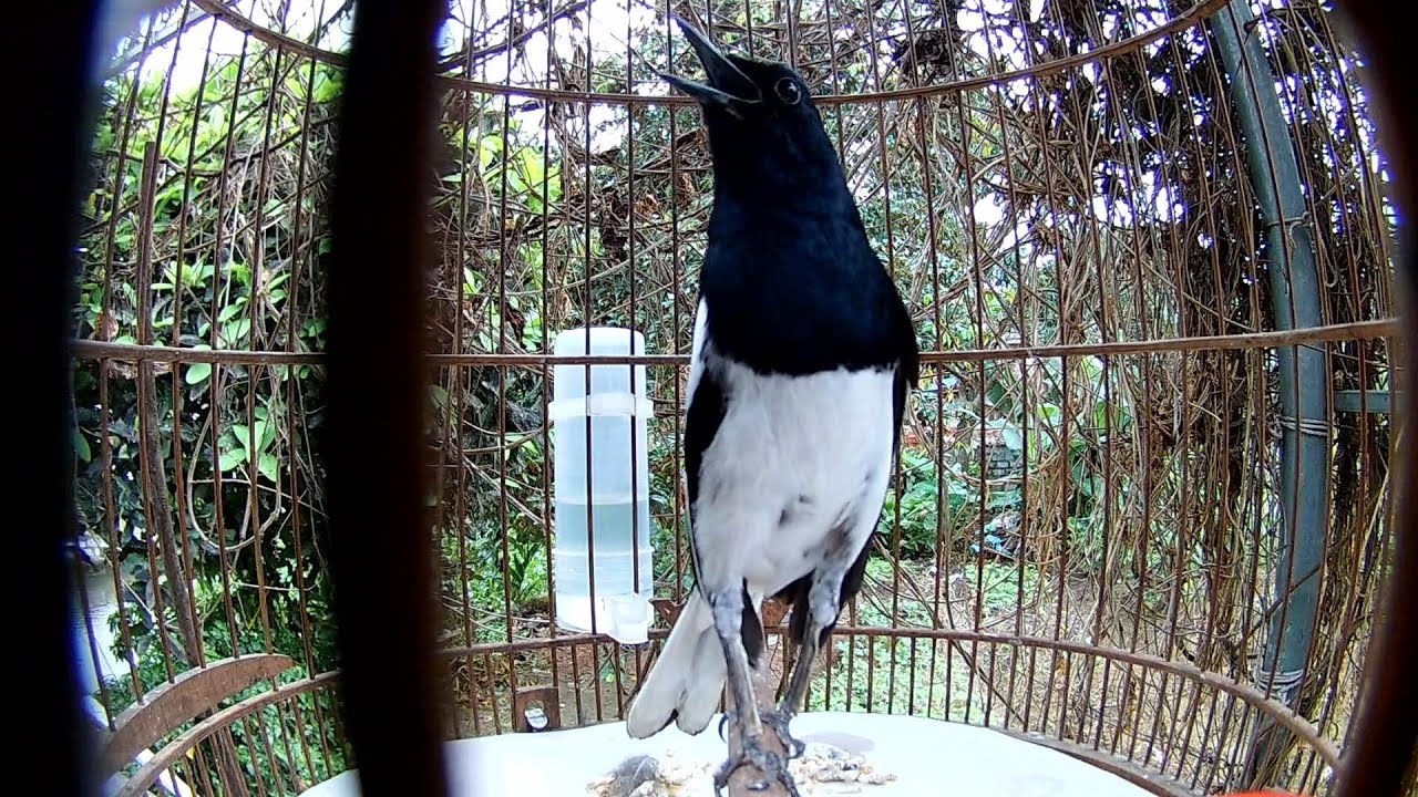 Ch&ograve;e Than H&oacute;t Đấu Giọng Gi&agrave; Rừng Si&ecirc;u Hay-Luyện Giọng Ch&ograve;e Than H&oacute;t Hay (burng kacer)  #burng223