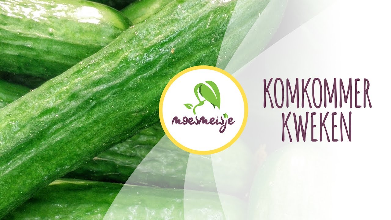 Komkommer zaaien | Komkommer kweken (in pot)