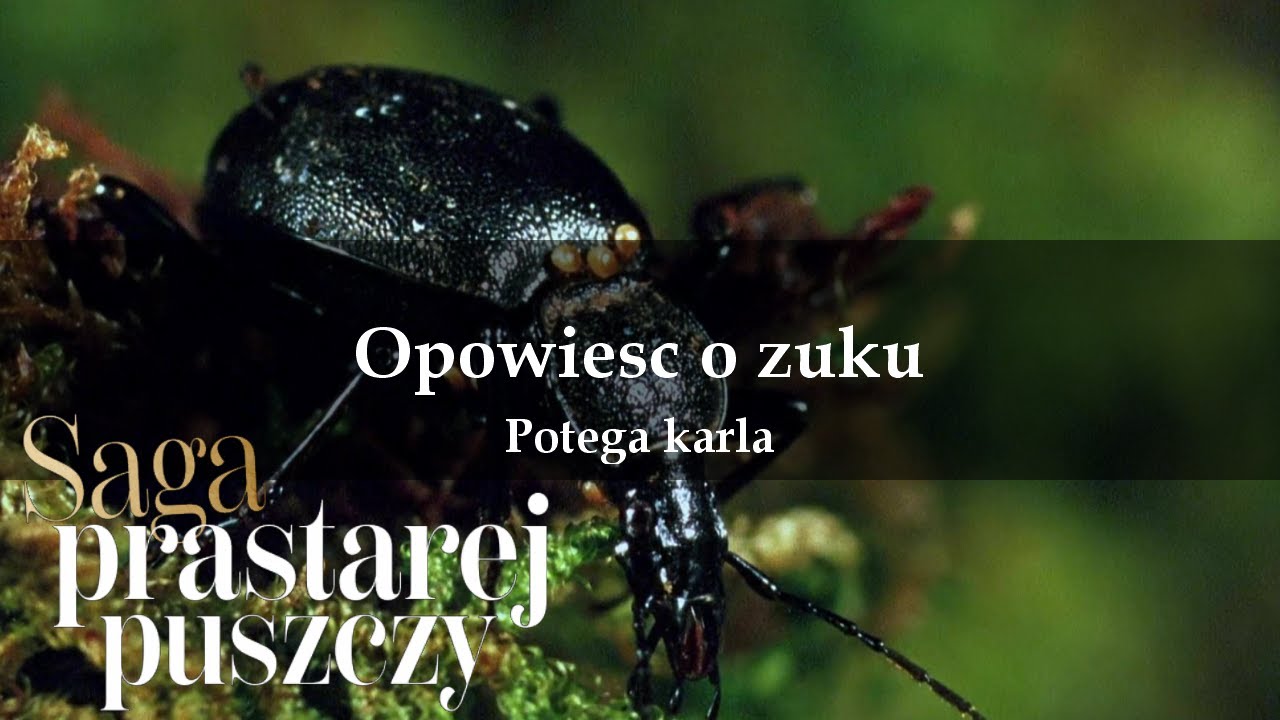 Saga prastarej puszczy 05 Opowieść o żuku Potęga karła