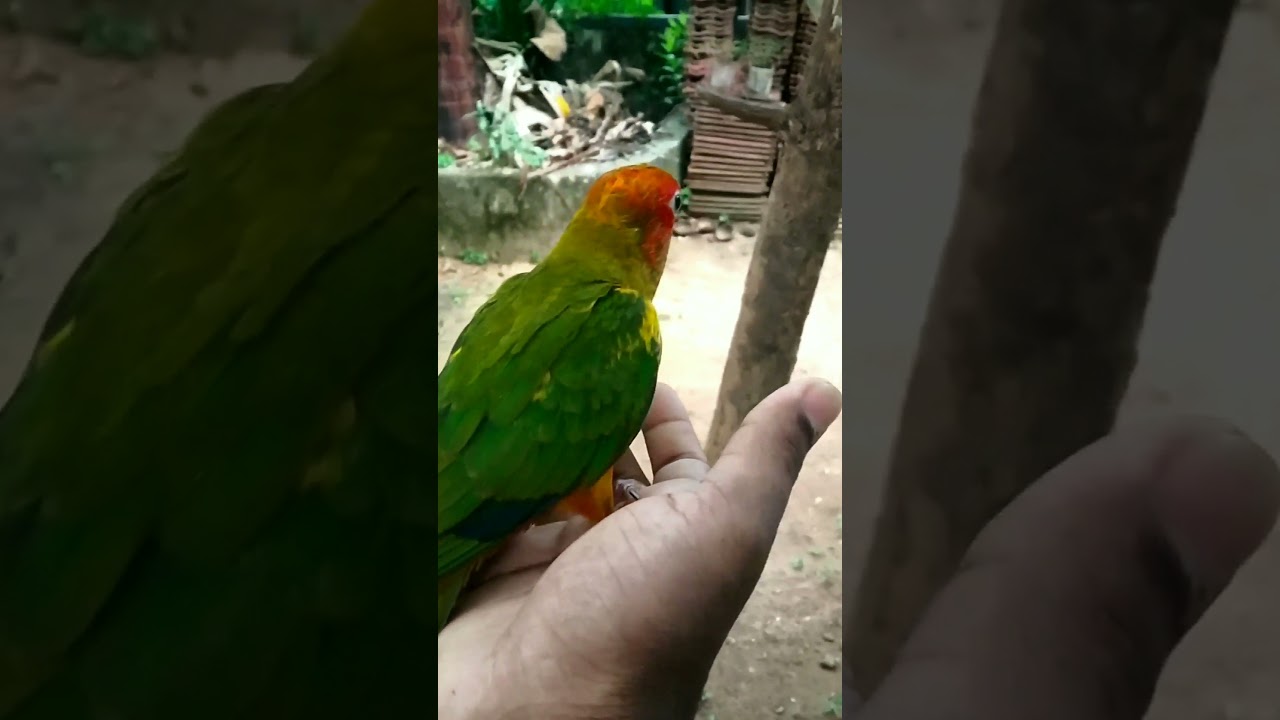 sunconure free flight training