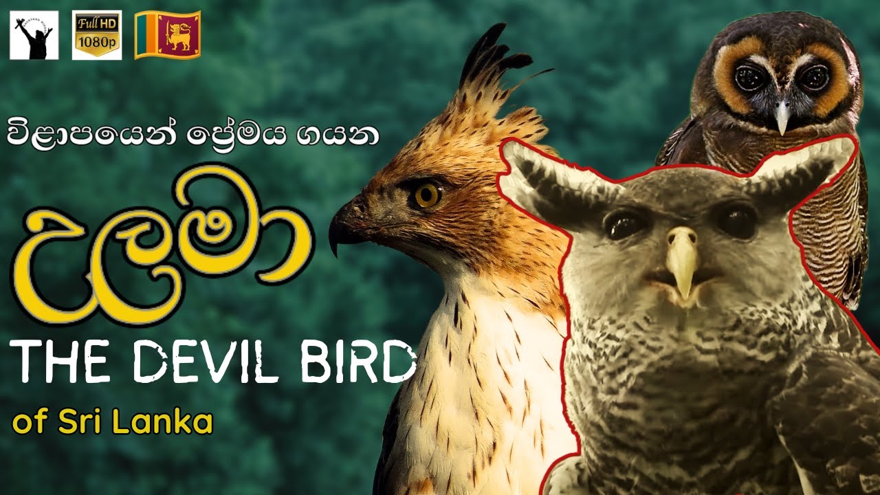උලමා ඇත්තටම කවුද? | The Devil Bird of Sri Lanka | Ulama | Sinhala