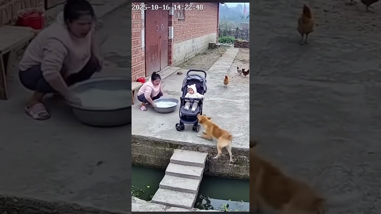 Dog saved baby 👶 #dog #mother  #vuralvideo #village #youtubeshorts