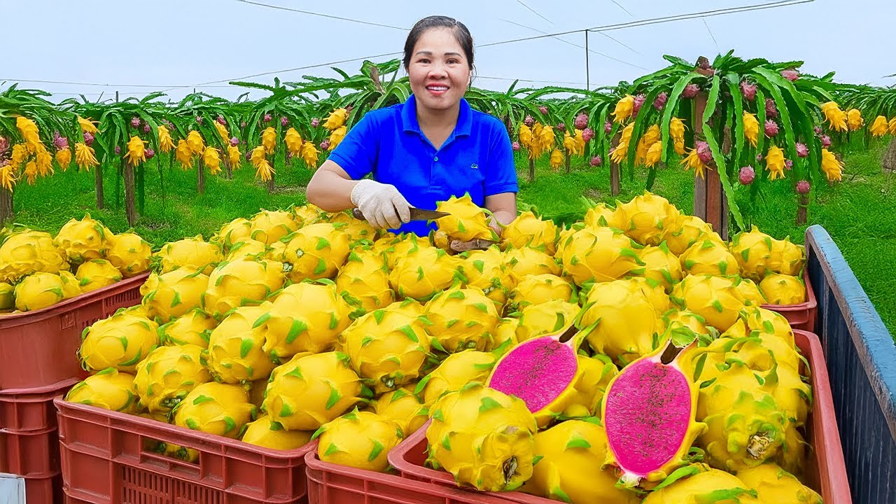 TIMELAPSE – Harvest 1000kg+ Yellow Dragon Fruit & Go To Market Sell -New mutant dragon fruit variety