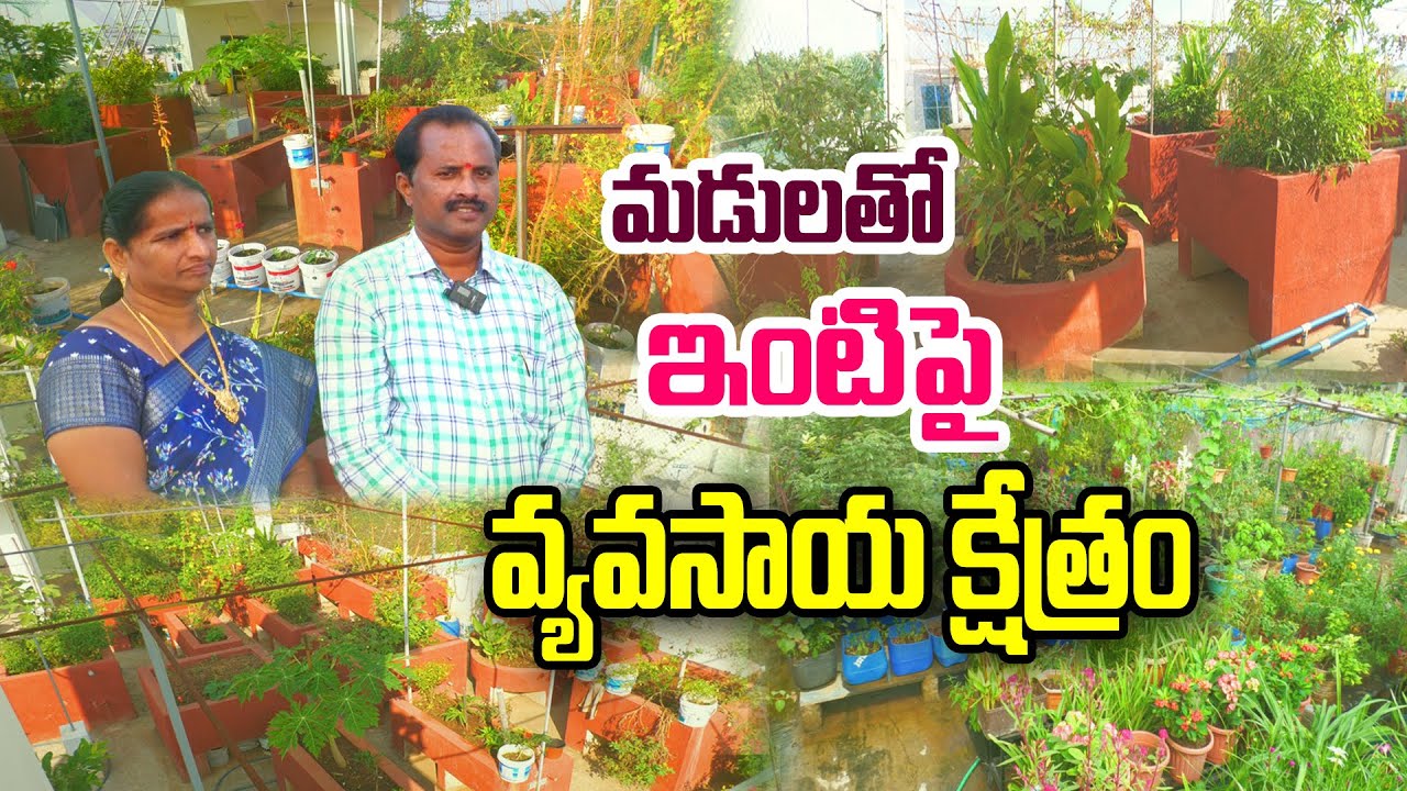 సిమెంట్ మడులతో మిద్దెతోట | ఇలా నిర్మించారు | Ramu @Raitunestham