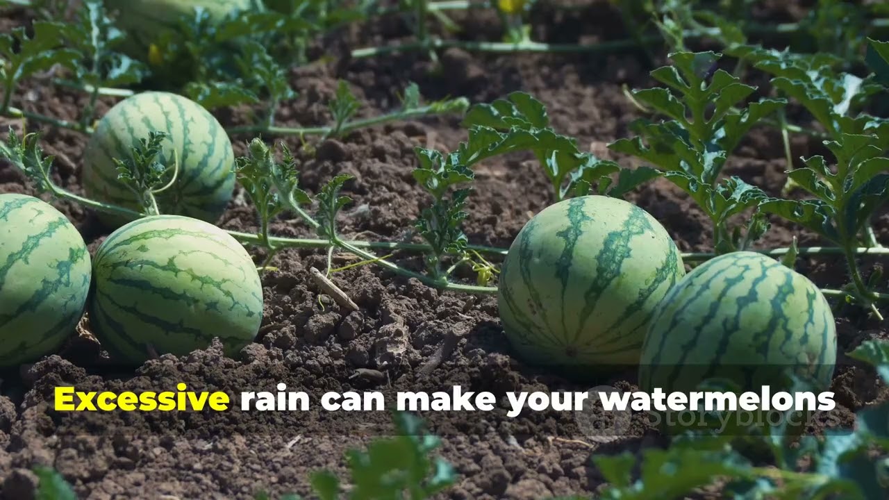 Rainy Season Watermelon Farming Tips!