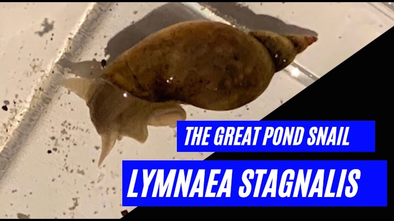 The Great Pond Snail - Lymnaea stagnalis