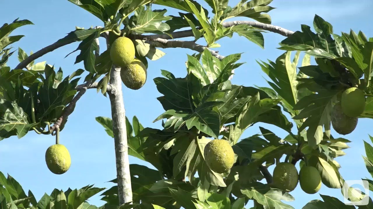 Consolidan proyecto investigativo de nueva variedad de Fruta del Pan…