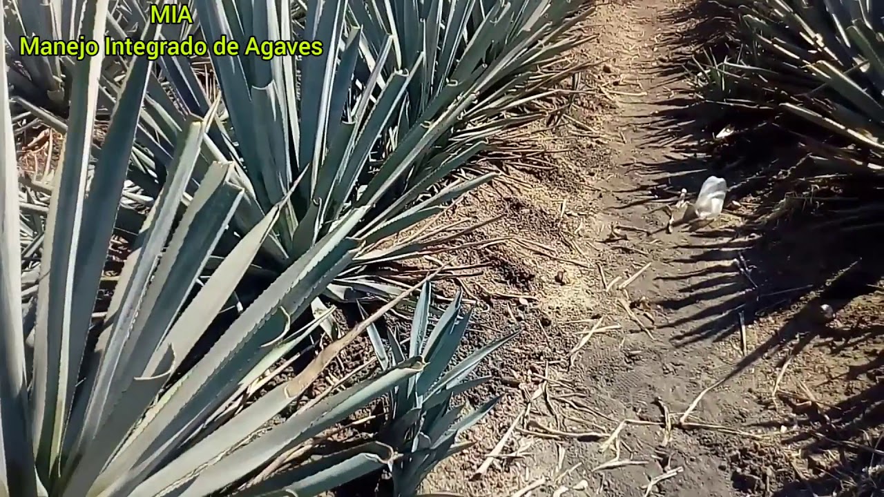 EXTRACCIÓN DE HIJUELOS DE AGAVE