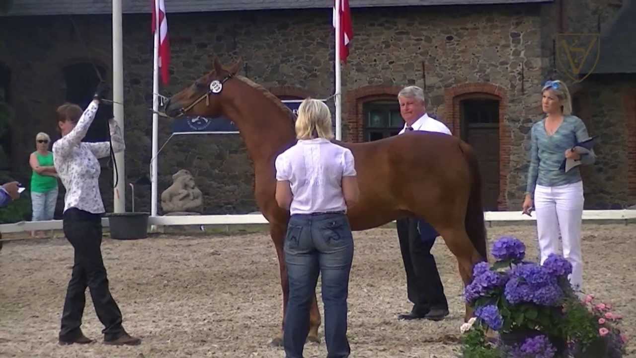 Galahad - arabian gelding 2013