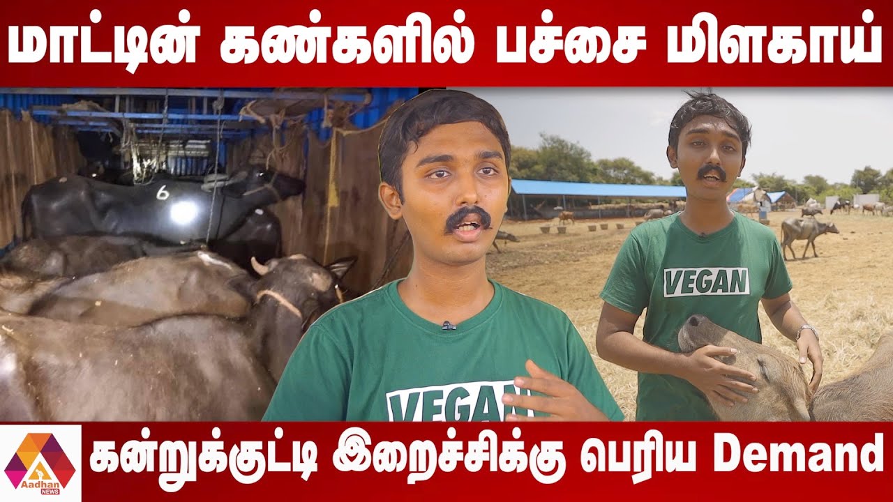 பிறக்காத கன்றுகுட்டியின் இறைச்சிக்காக வெட்டப்படும் மாடுகள் | SaiVignesh | Almighty Animal Sanctuary