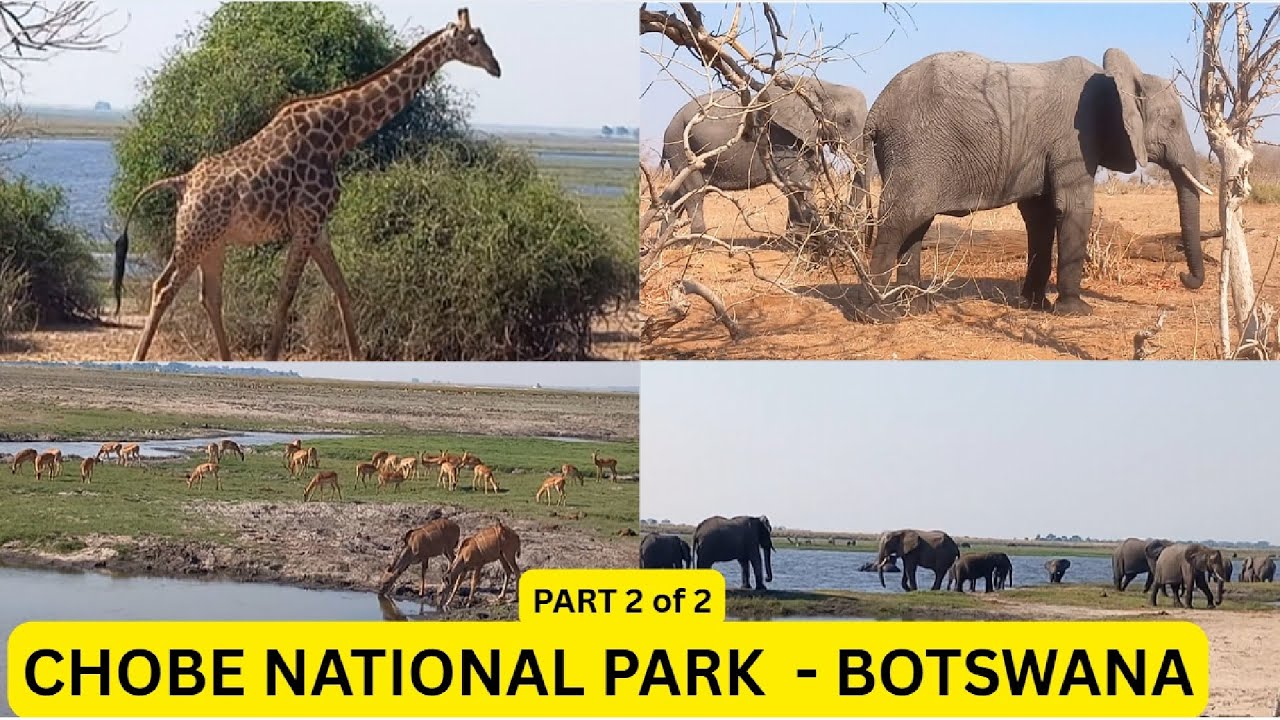 CHOBE NATIONAL PARK | PART 2 OF 2 | JEEP SAFARI | ELEPHANTS | LIONS | GIRAFFES | BOTSWANA -2 | BINU