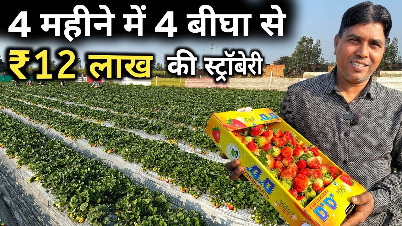 स्ट्रॉबेरी की खेती कैसे होती है | How to do Strawberry Farming | Strawberry Farming in India