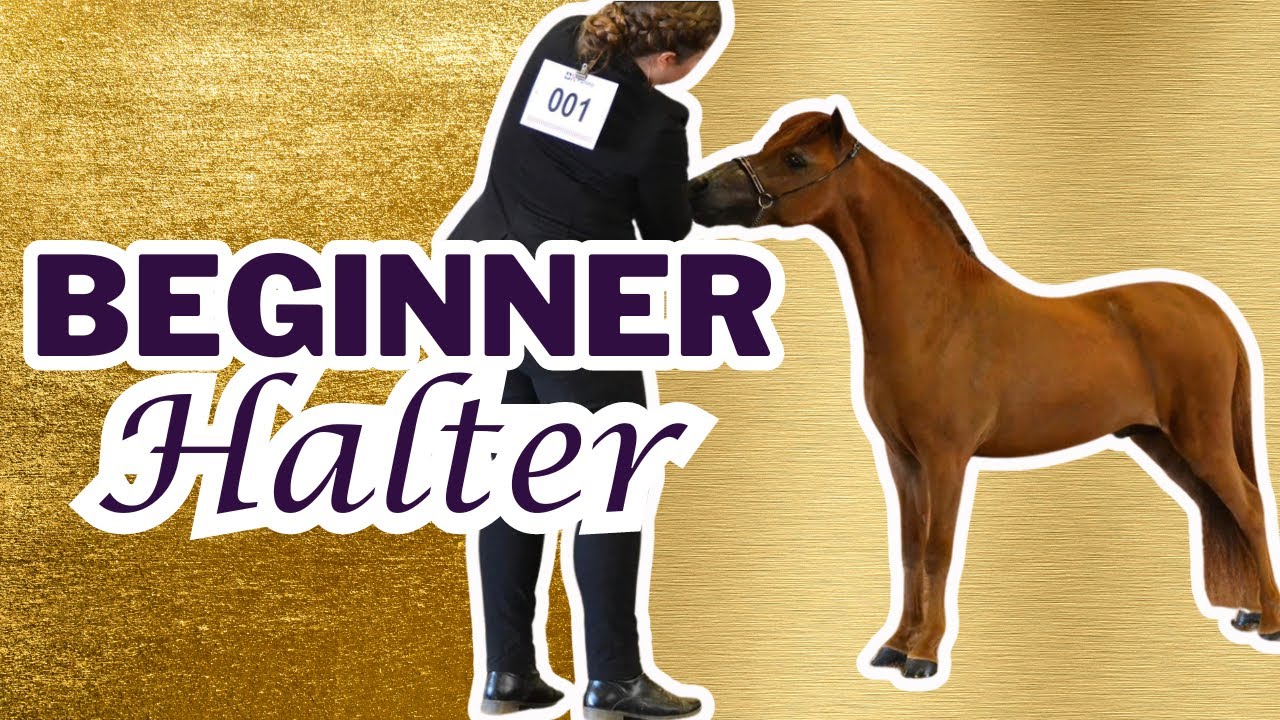 Setting Up the Halter Horse: Tips for an easy first year showing!