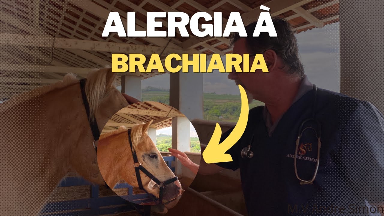 Pode dar brachiaria para cavalos? | Dr André Simon