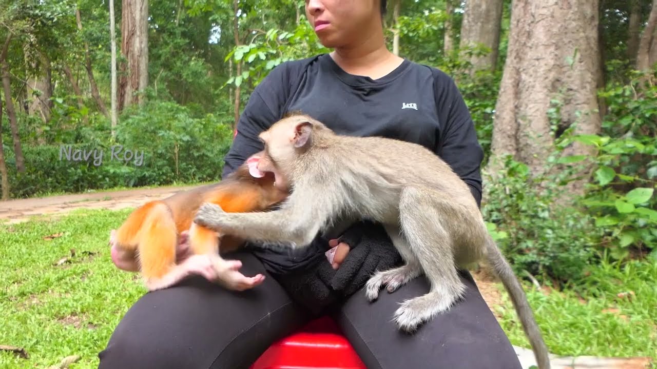 Abandoned stumptail monkey Rusty looks so happy to play with new friend, Dawn warm welcome Rusty