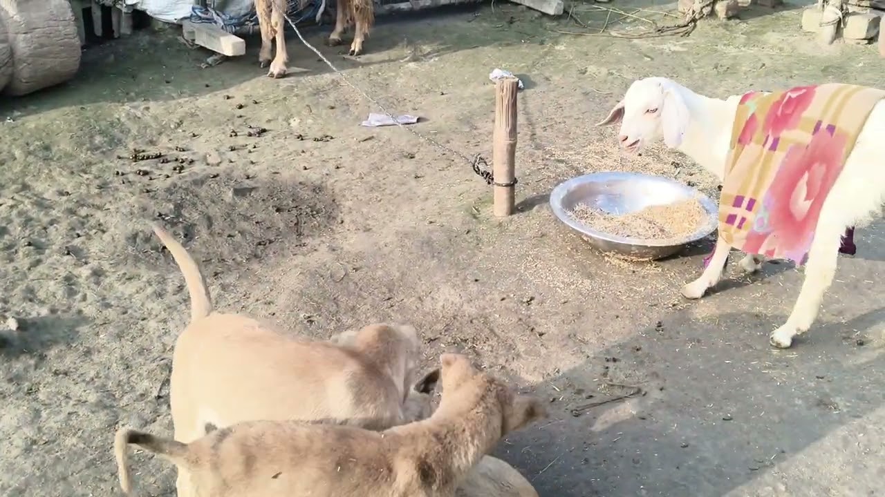 Do आवर्ती ka चुगली 🤷🙅🤷🙅🤼🤼🤼🤼