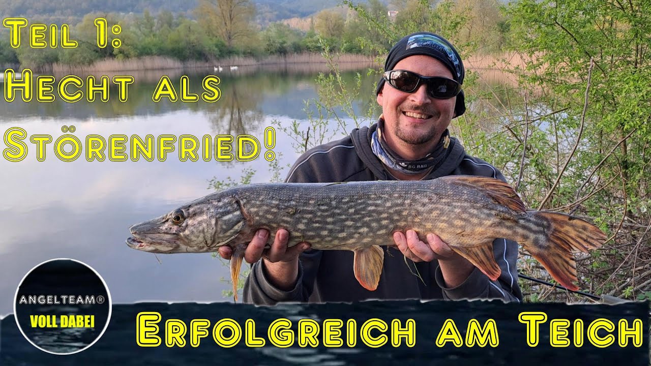 Erfolgreich am Teich Teil 1: Hecht als Störenfried