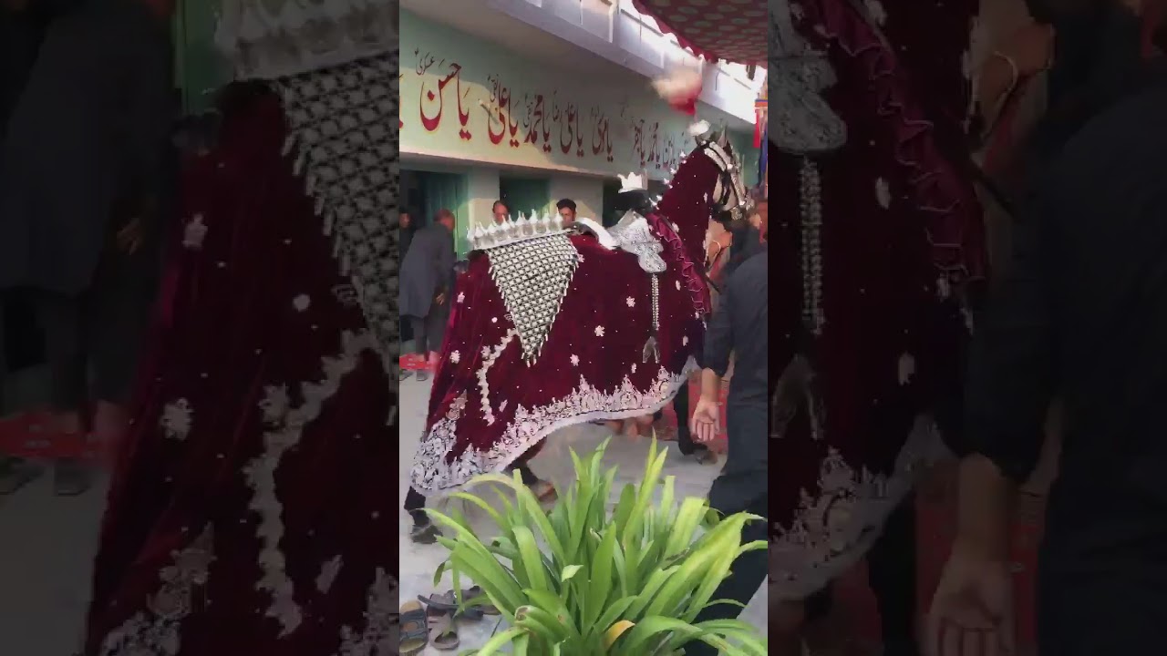 Baramdagi Of Zuljanah Ashal Badshah || Of Qadeemi Imambargah Jaffaria || Jhelum