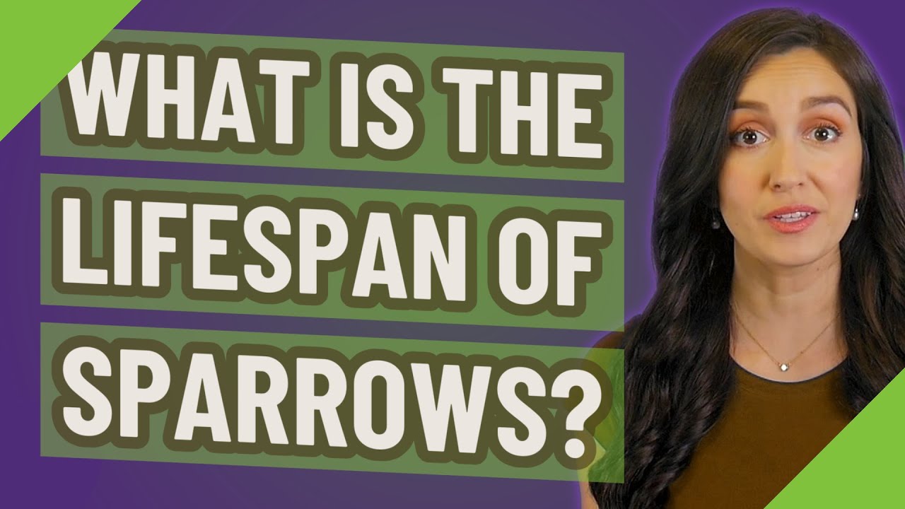 What is the lifespan of sparrows?