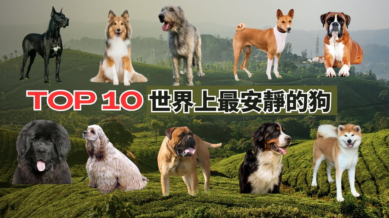 世界上十大最安靜的狗｜適合公寓與室內生活的犬種排名