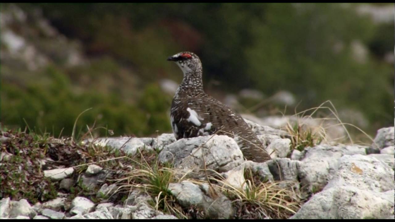 GALLIO - Emozioni nel cuore dell'Altopiano di Asiago tra sport, storia e natura