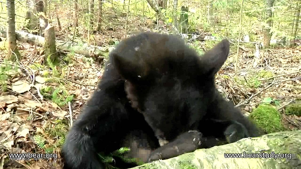 Lily the Black Bear, Hope and Faith - May 31, 2011 - Hope and Faith Play