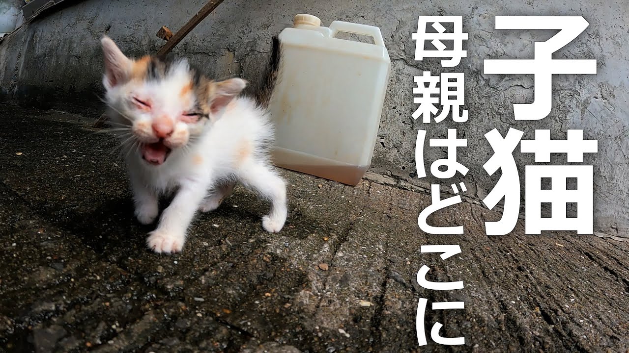 母猫はどこ⁉子猫が泣き叫ぶがどこにもいないよ