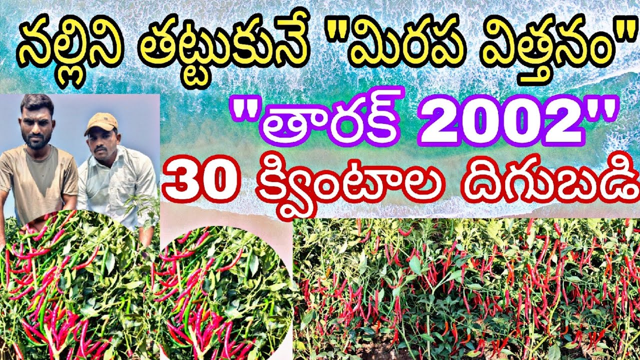తారక్2002 టాప్ మిరప విత్తనం #Tarak2002#farming#agriculture#chilliseeds#farming#marketing#మిరపవిత్తనం