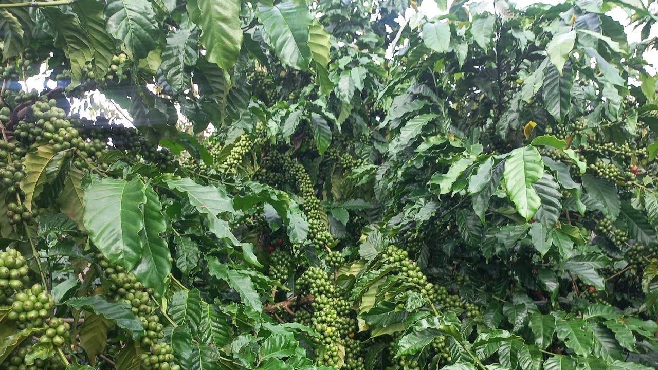vườn caphê thiện trường làm đúng chuẩn caphê thả đọt /ANDTK
