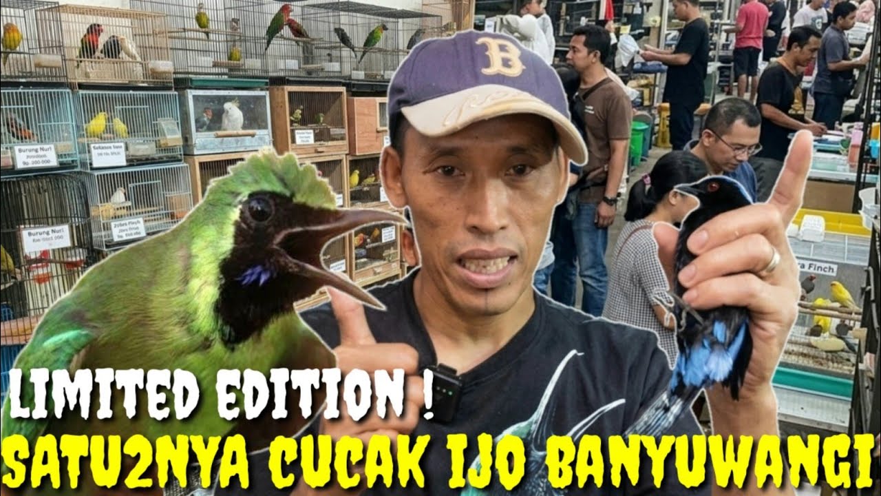 BURUNG GACOR HARGA MURAH ! KIOS INI PUNYA BURUNG ANDALAN CUCAK IJO BWI