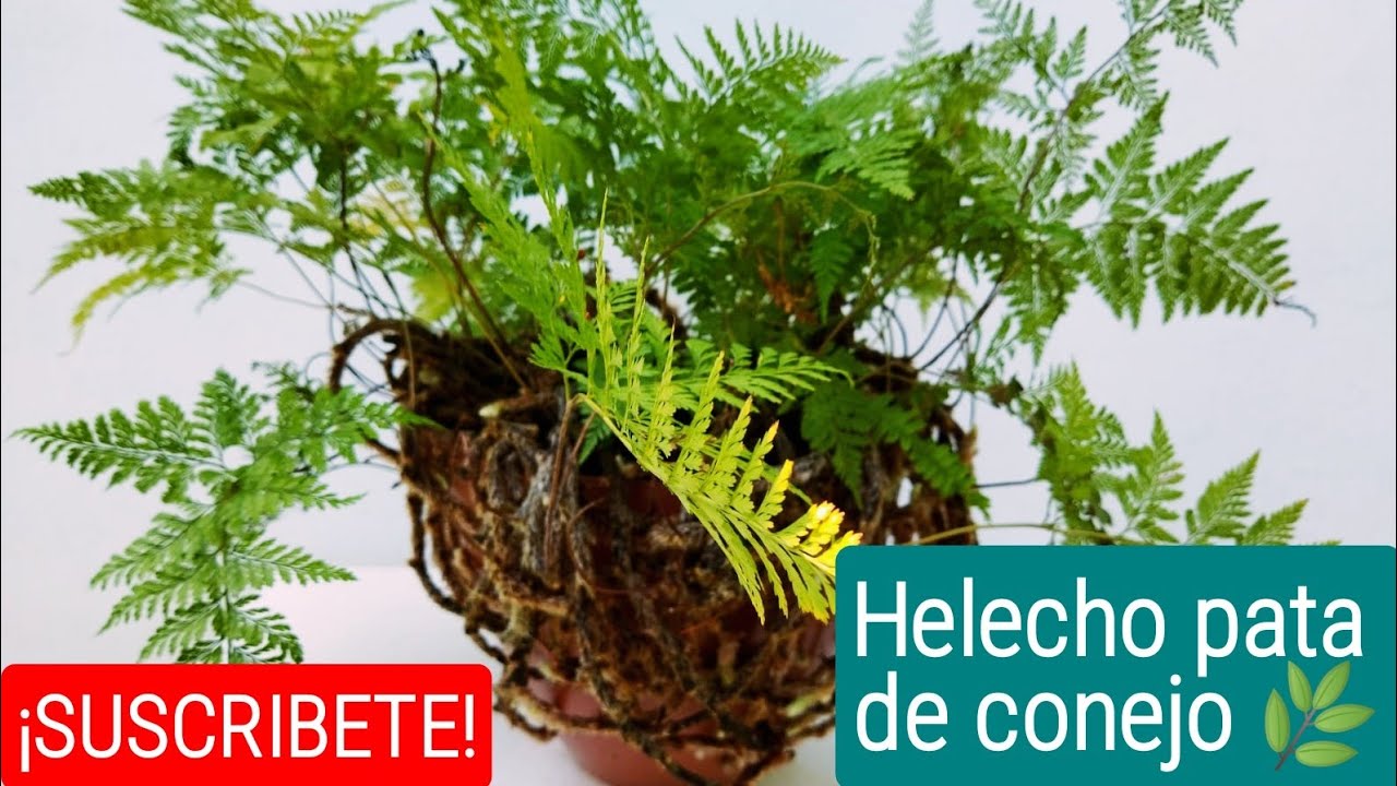 Transplante del helecho 