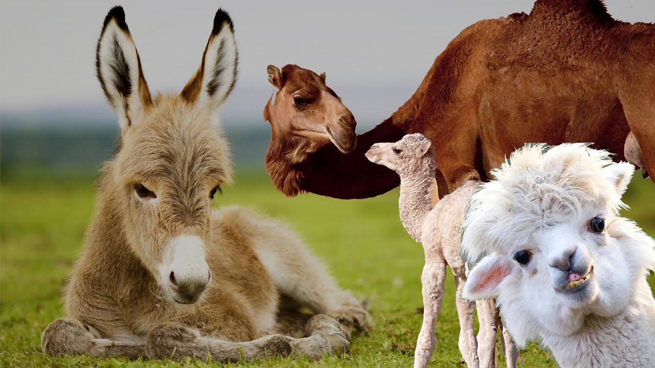 Farm Animal Sounds - Alpaca, Donkey, Camel