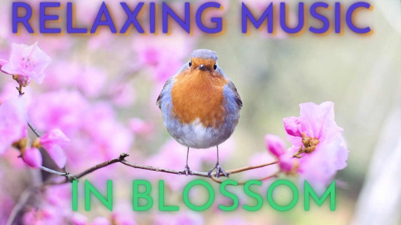 Beautiful Relaxing Music for Stress Relief • Meditation and Ambient Study Music • Blossom
