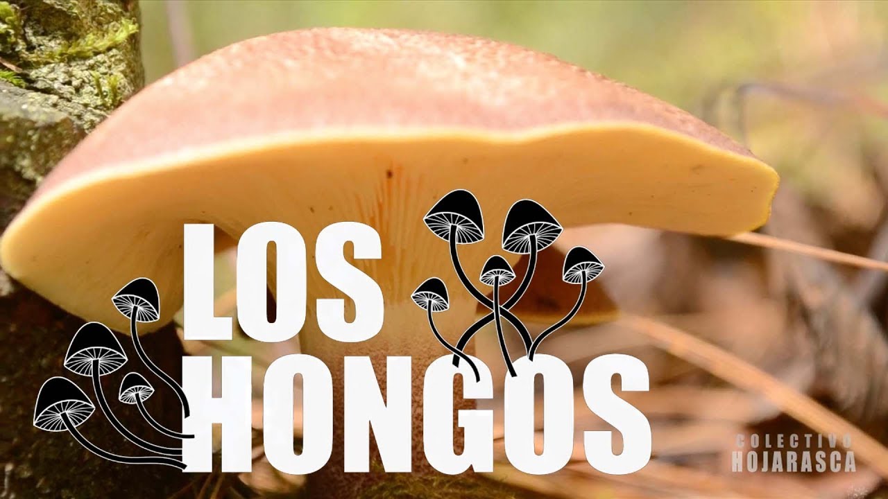 ¿Qué es un hongo? | Documental