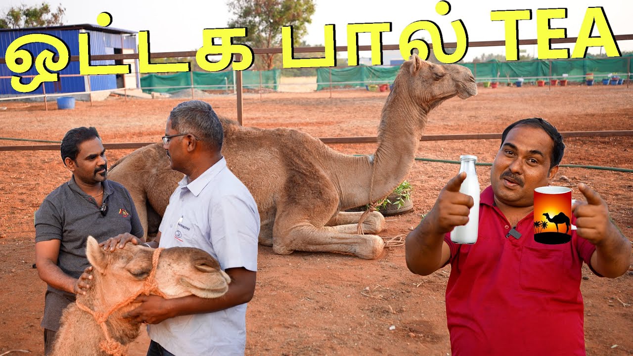 கோவையில் ஒட்டக பால் டீ☕ | Camel Milk | WFT Vlog