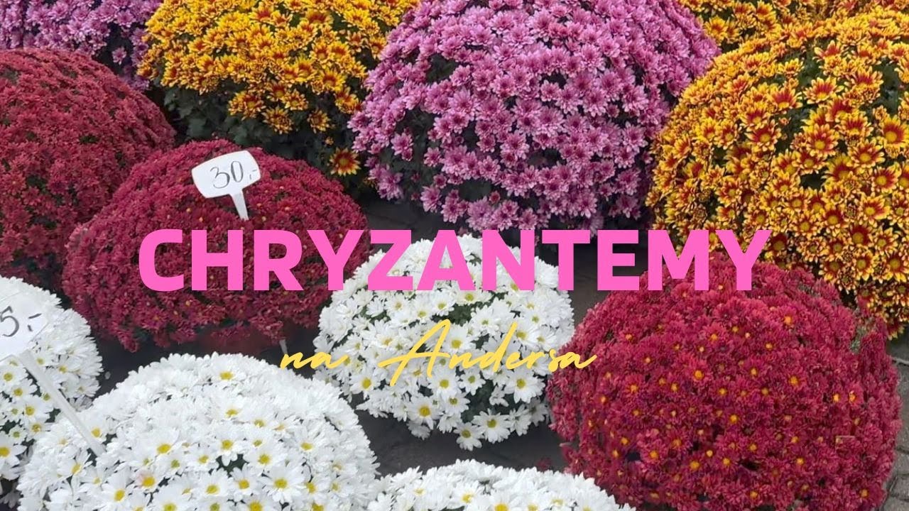 Chryzantemy na Andersa
