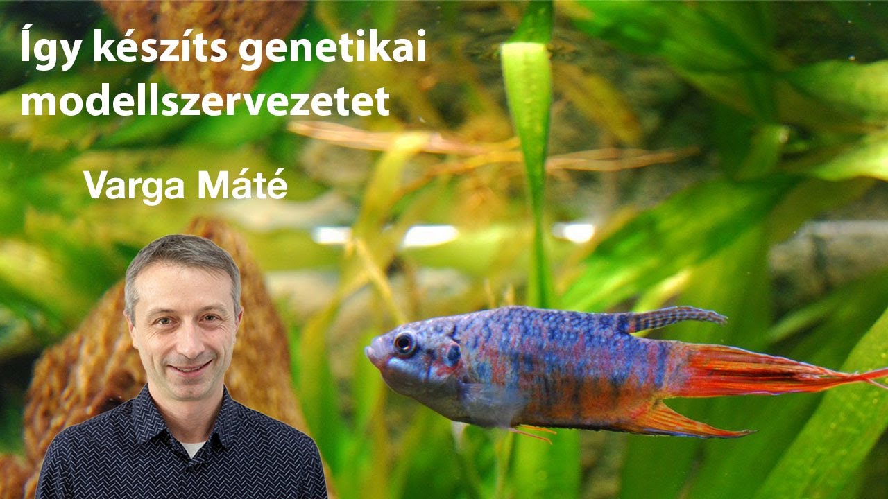 Így készíts genetikai modellszervezetet