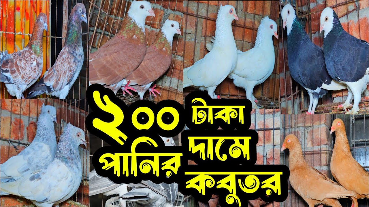 মাত্র ২০০ টাকা পিস পানির দামে গররা,চিলা,কালদম কবুতর | কবুতরের ফেরিওয়ালা | Pigeon video |