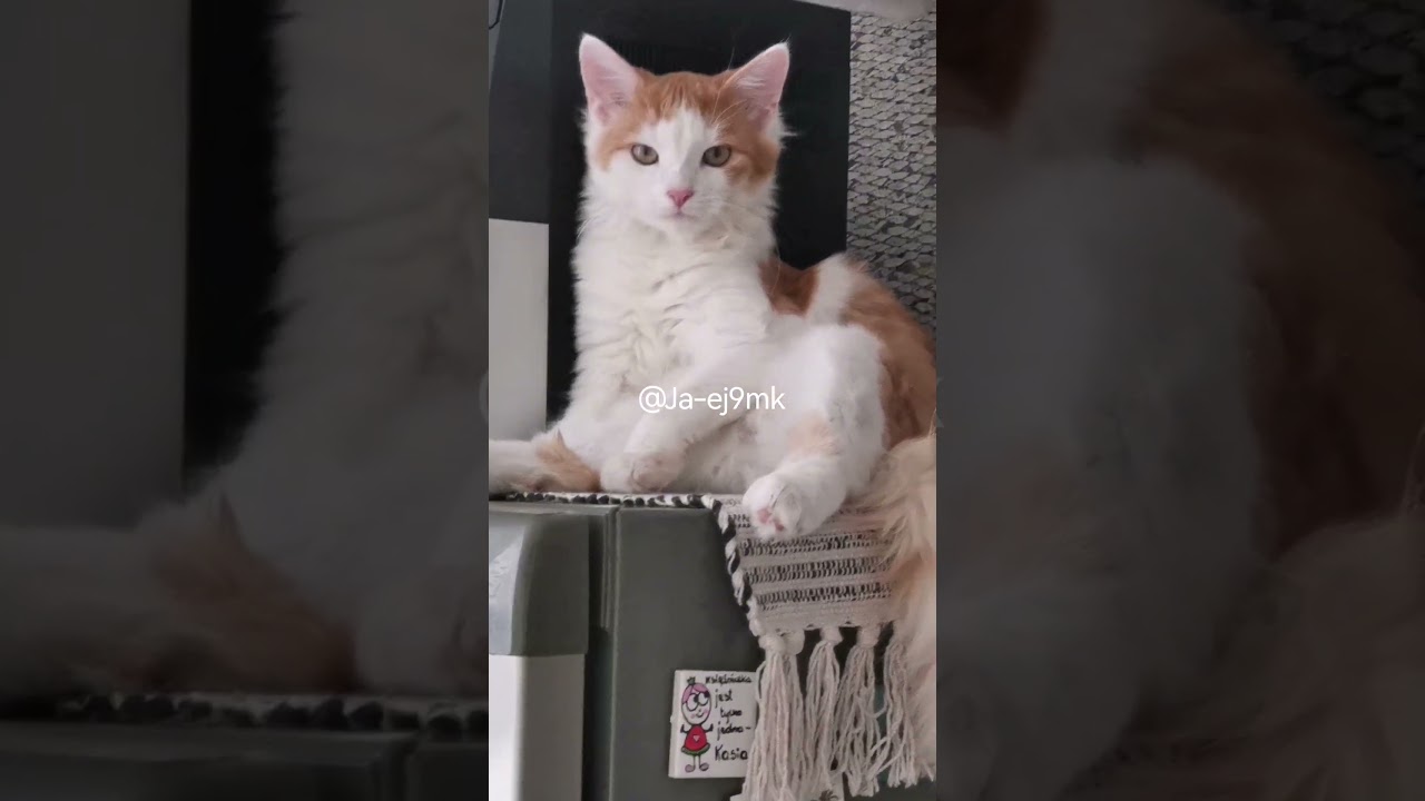 #kot #zwierzaki #kotek #zoo #słodki #kotek #czat #zwierzęta #kot #funnycats #słodkikot #miłość