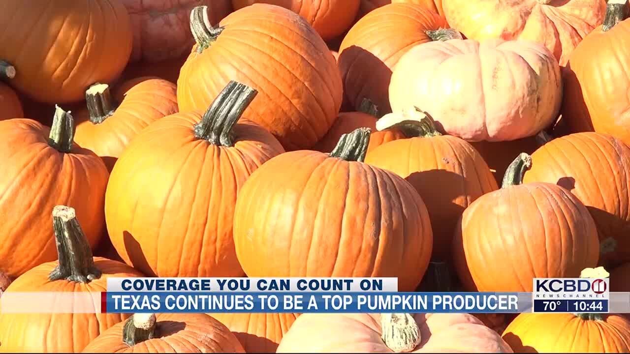 FOCUS ON AG: Texas remains top pumpkin producer