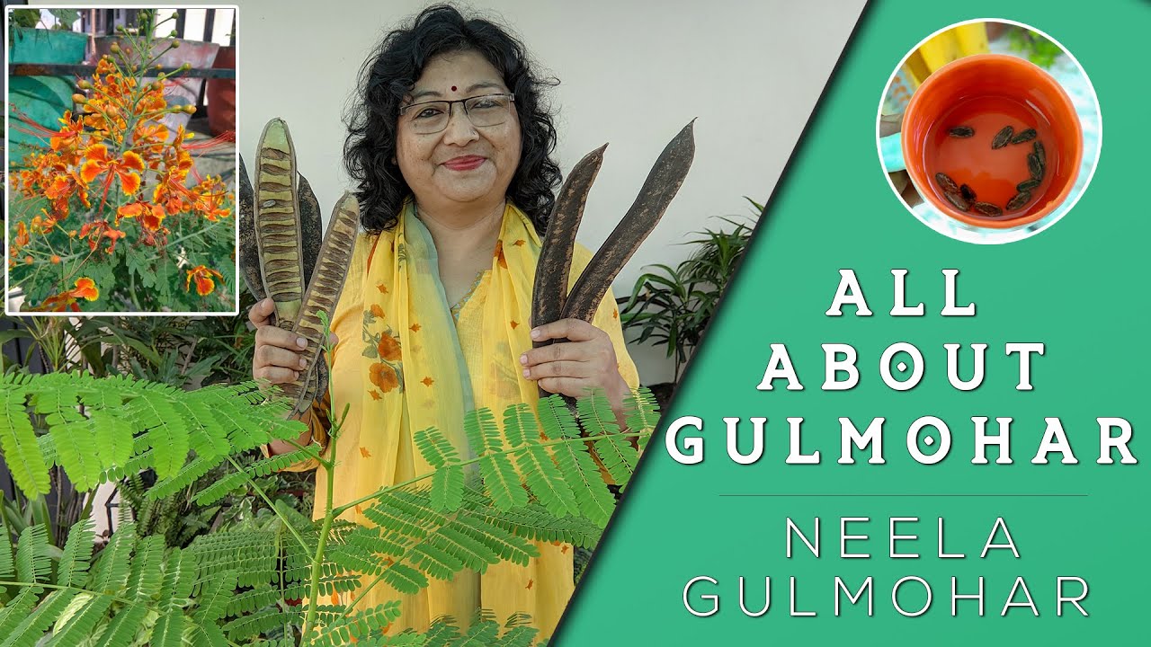 Gulmohar Plant Care | Blue Gulmohar | Jacaranda | Gulmohri