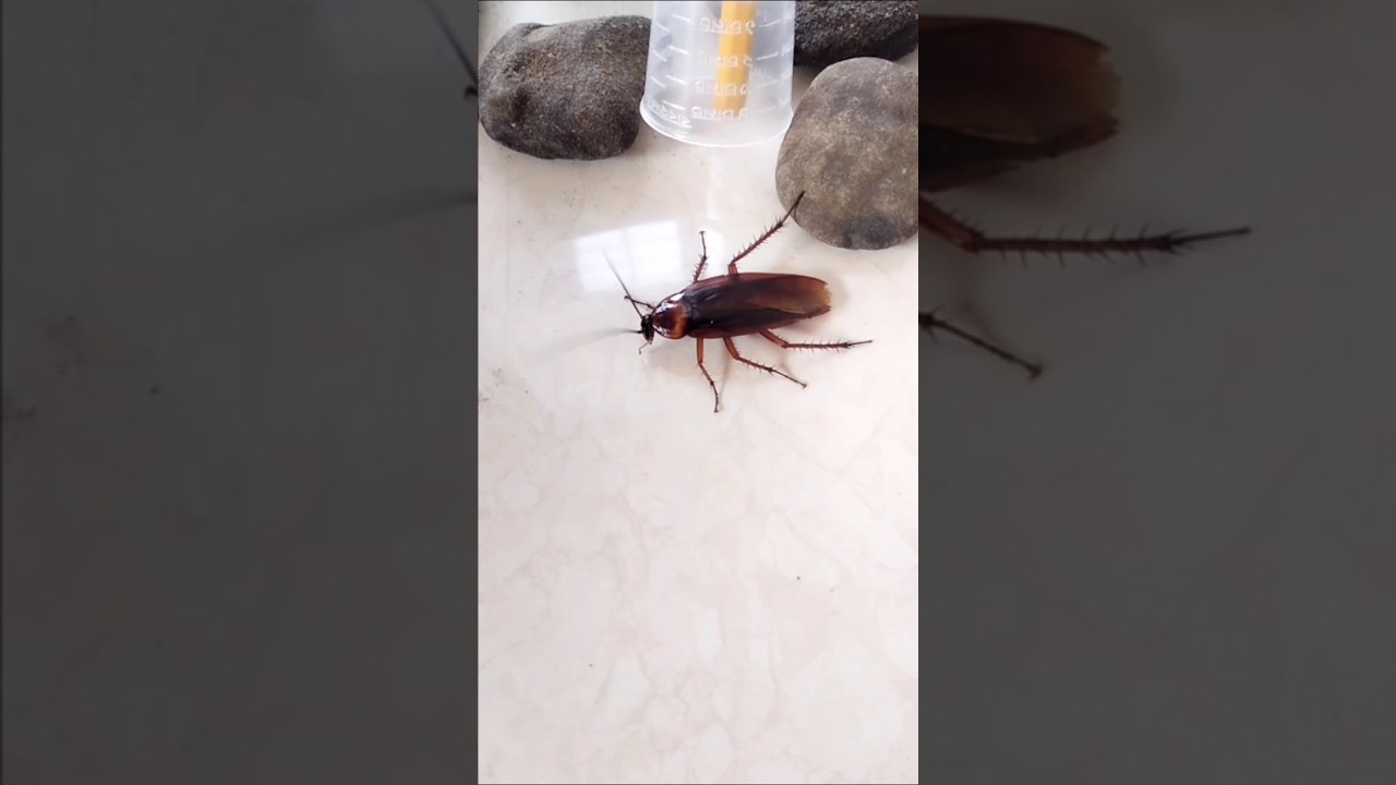 1,2,3 start #funny #cockroach #aymanblog #ipis #trending