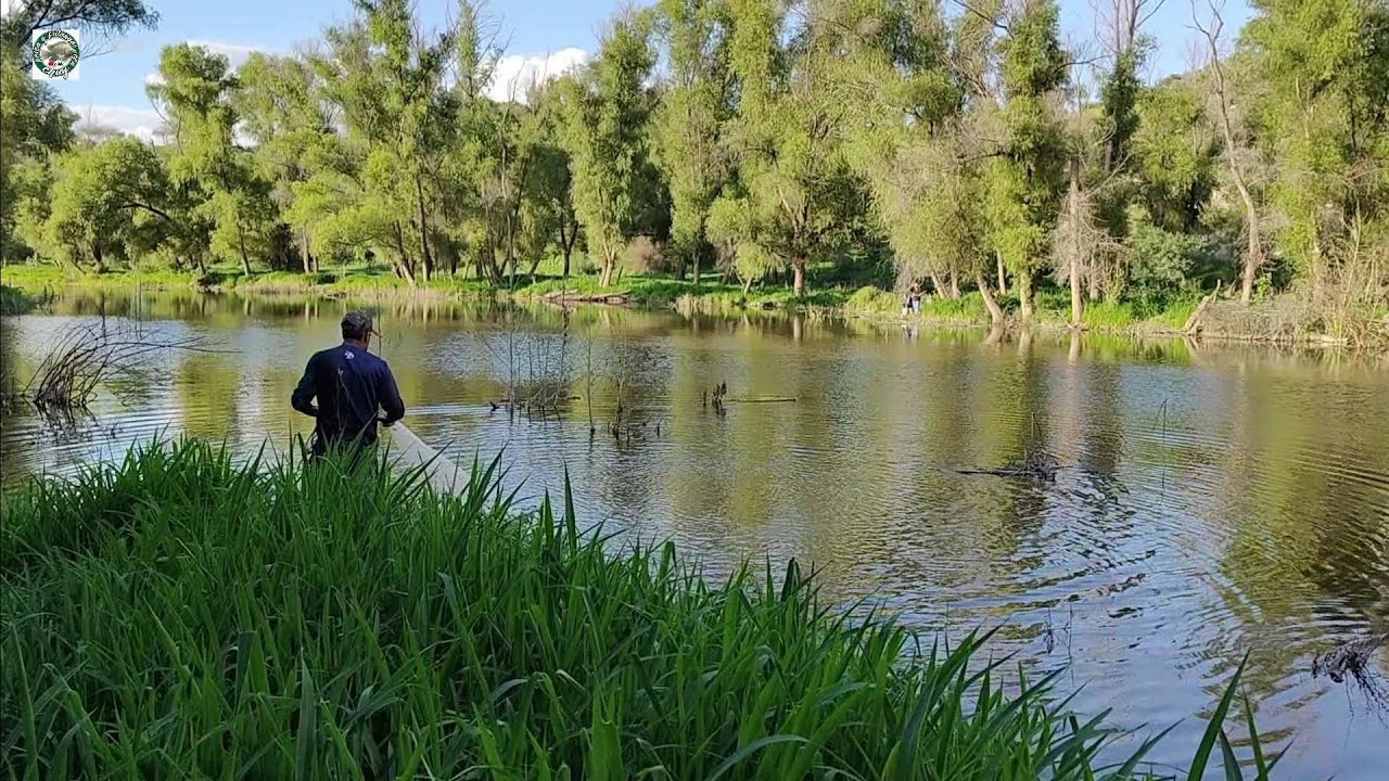 Gran rio lleno de tilapias gigantes una pesca increíble sobre el rio