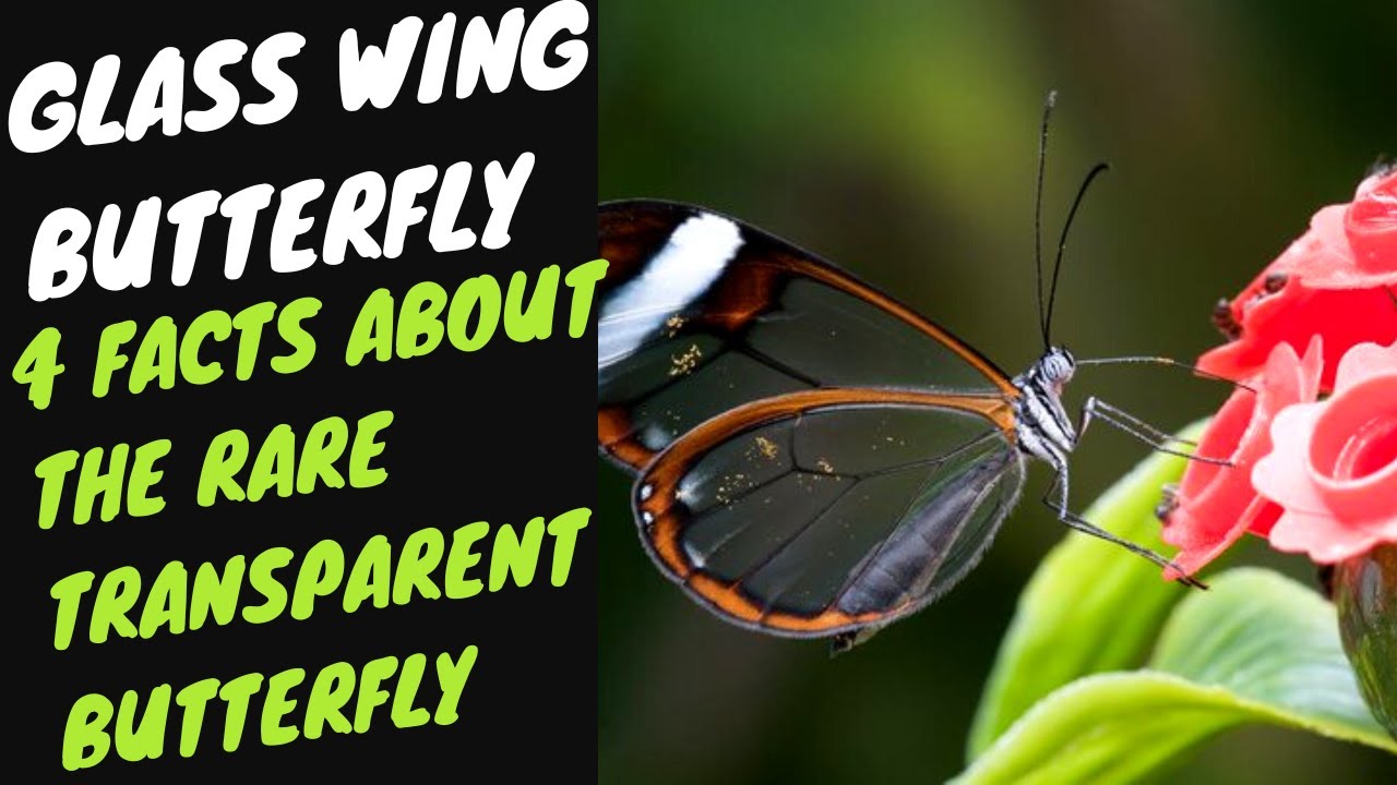 Glass Wing Butterfly 4 FACTS ABOUT THE RARE TRANSPARENT BUTTERFLY-Curious Head