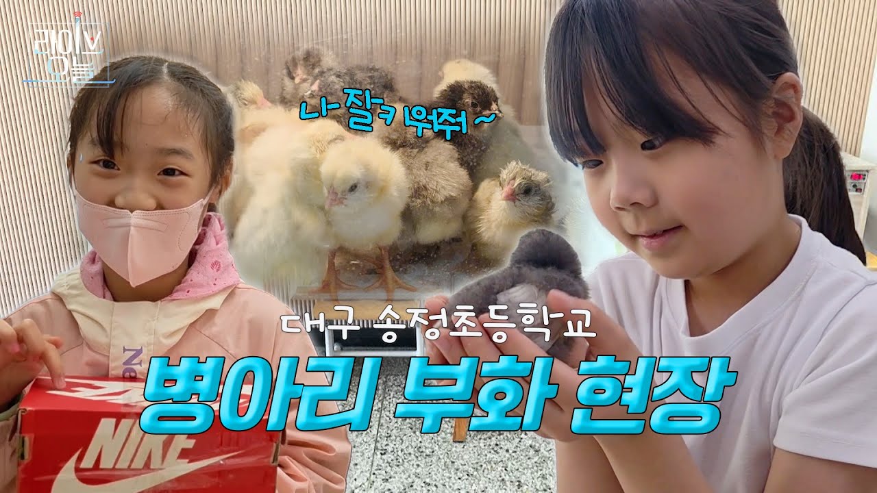 대구 송정초등학교 병아리 부화현장 🐣 | 라이브오늘 우리동네늬우스 🎞 | 250509 #병아리#부화