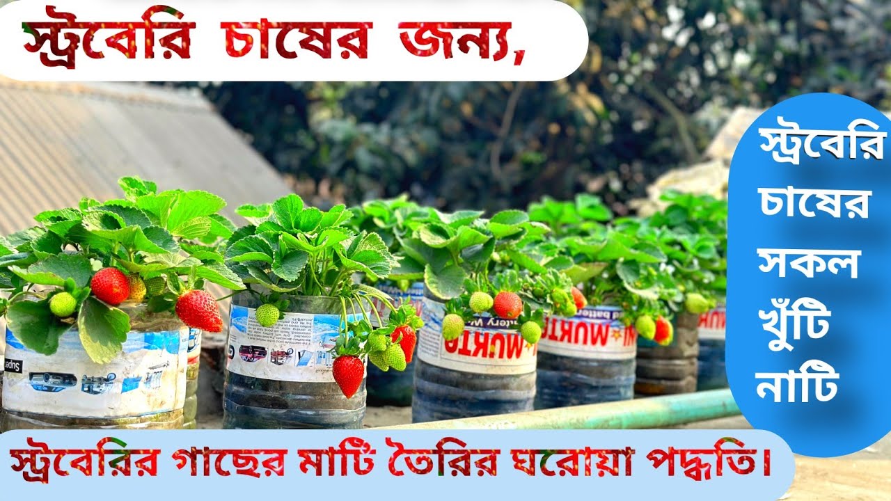 স্ট্রবেরির গাছের জন্য মাটি কীভাবে তৈরি করব? | Strawberry Farming || Strawberry Soil | Strawberry
